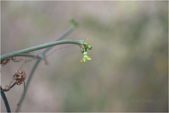 Corallocarpus epigaeus